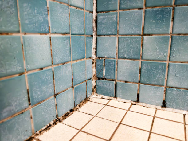 Best Basement Mold Removal  in Clayton, NJ