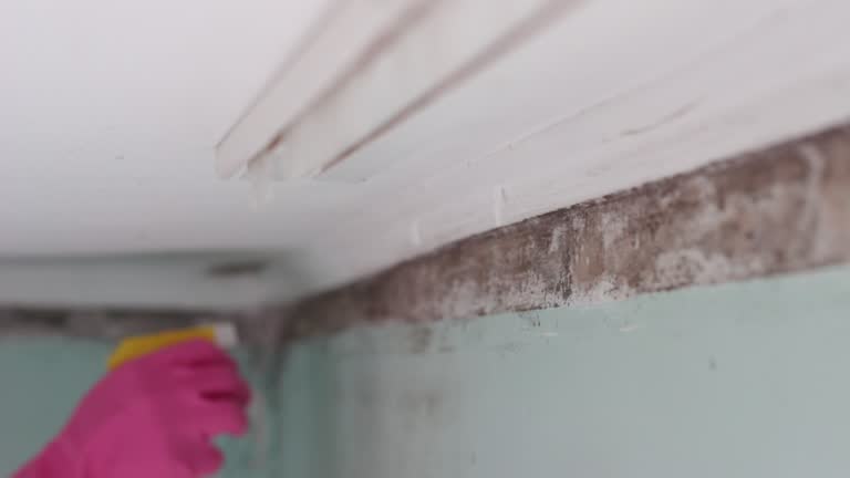 Best Air Quality Testing for Mold Spores  in Clayton, NJ